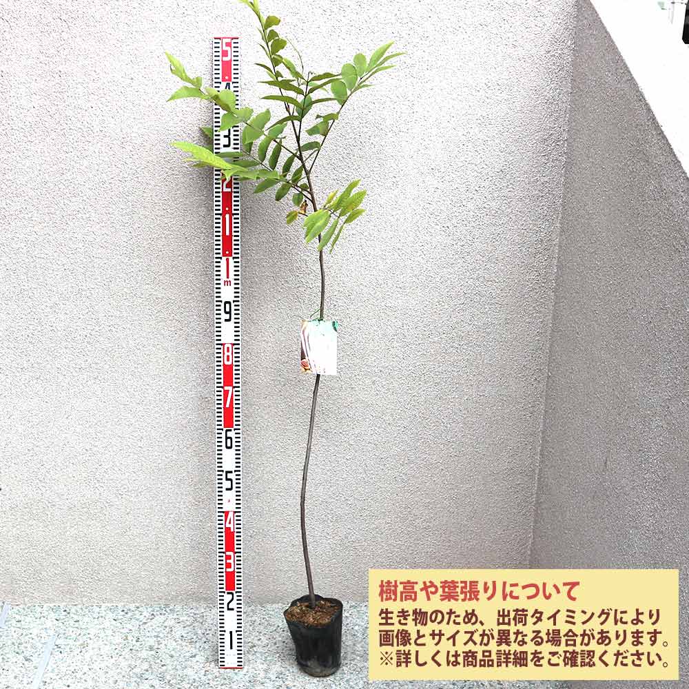 ピーカンナッツ　接木苗2種セット5号ロング ピーカンナッツ 接木苗2種セット5号ロング ピーカンナッツ 接木苗2種