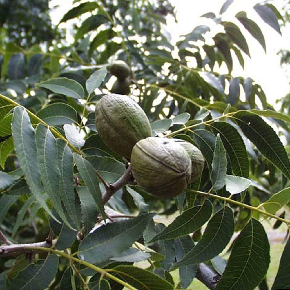 ペカンナッツ5号1個【果樹苗 2年生 挿木苗 5号鉢／1個】｜ 【植物の