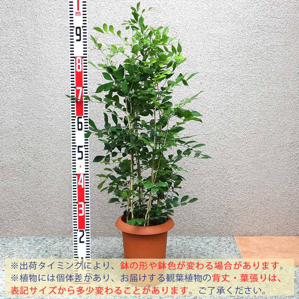 追加商品画像