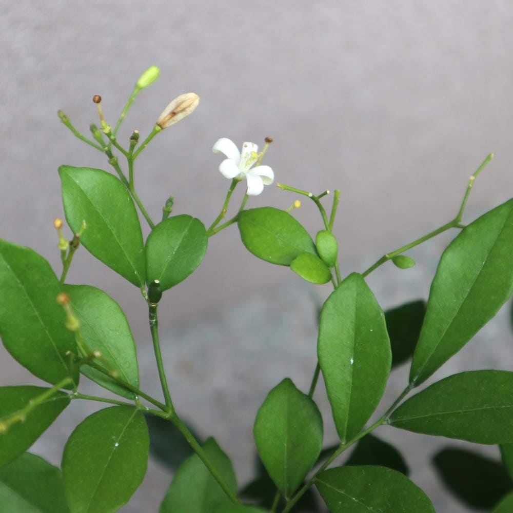 シルクジャスミン【大型 観葉植物 7号鉢／1個】｜ 【植物の