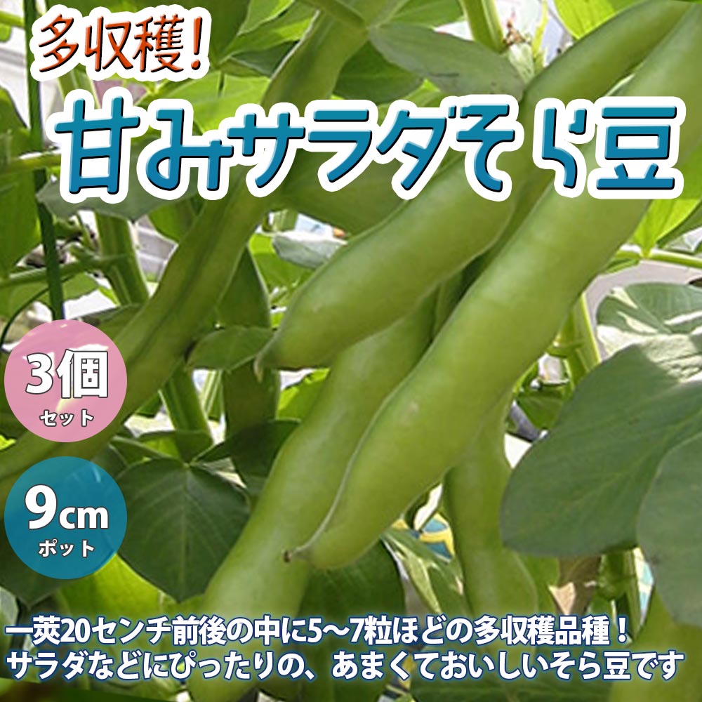 サラダそら豆【野菜苗 9cmポット／3個セット】