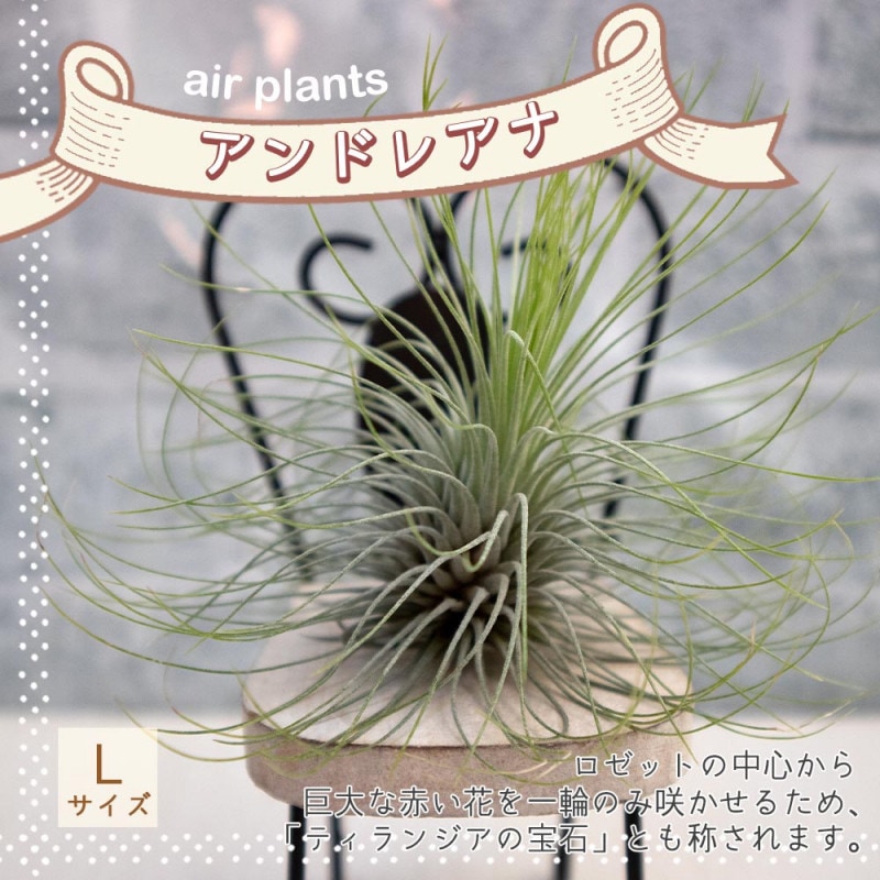 ライチの苗木 篤姫 Mサイズ【果樹苗／6号ポットとり木苗／1個売り