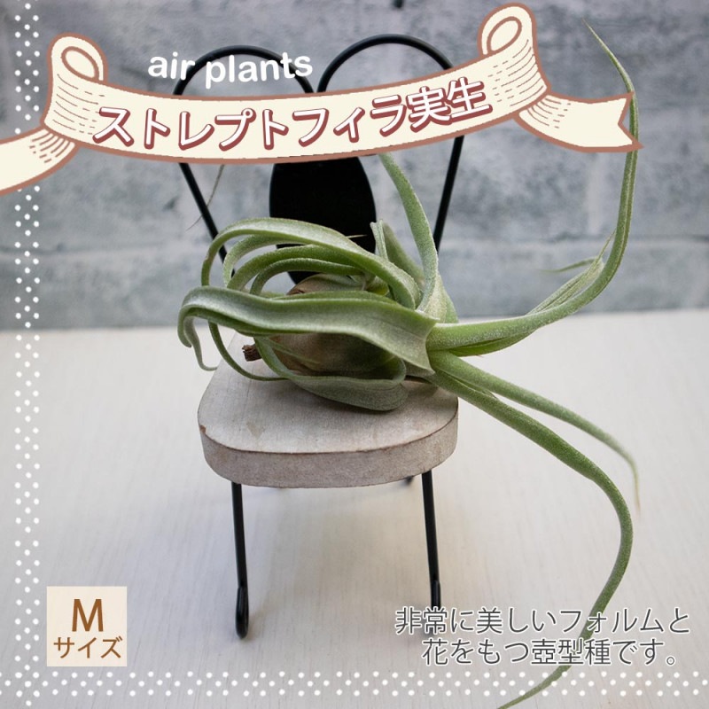 ユーカリ グニ―苗 大型 200㎝❗ 幅85㎝❗10号 美形 優良株❗ ユーカリ グニ―苗 大型 200㎝❗ 幅85㎝❗10号 美形 優良株❗ ユーカリ