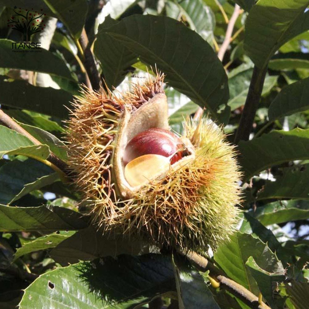 2023年発芽の栗の苗木6本/大粒/幼木/植木/庭木/盆栽用/盆栽/筑波★銀寄 栗の苗木 丹波【果樹苗 2年生 接木苗15cmポット／1個】｜ 【植物の