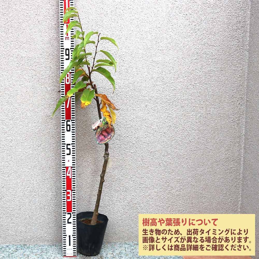 栗の苗木 丹沢【果樹苗／12～15cmポット接木苗／1個】｜ 【植物の 