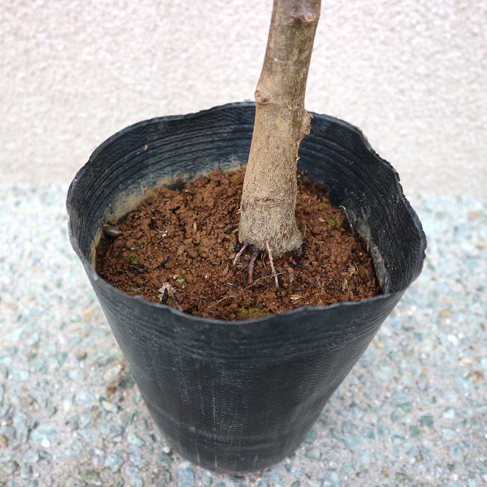 栗の苗木 丹沢【果樹苗／12～15cmポット接木苗／1個】｜ 【植物の 