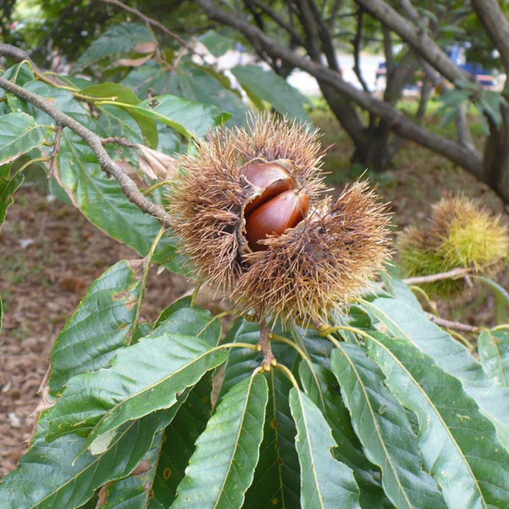 植木・庭木・果樹】栗 クリ くり 6-1 クリ(栗)の育て方・栽培方法 