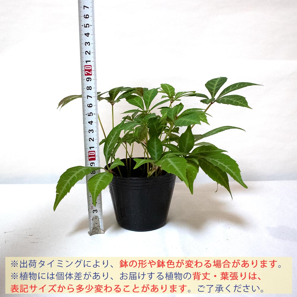 ヘンリーヅタ 【小型 観葉植物 9cmポット／お買い得2個セット