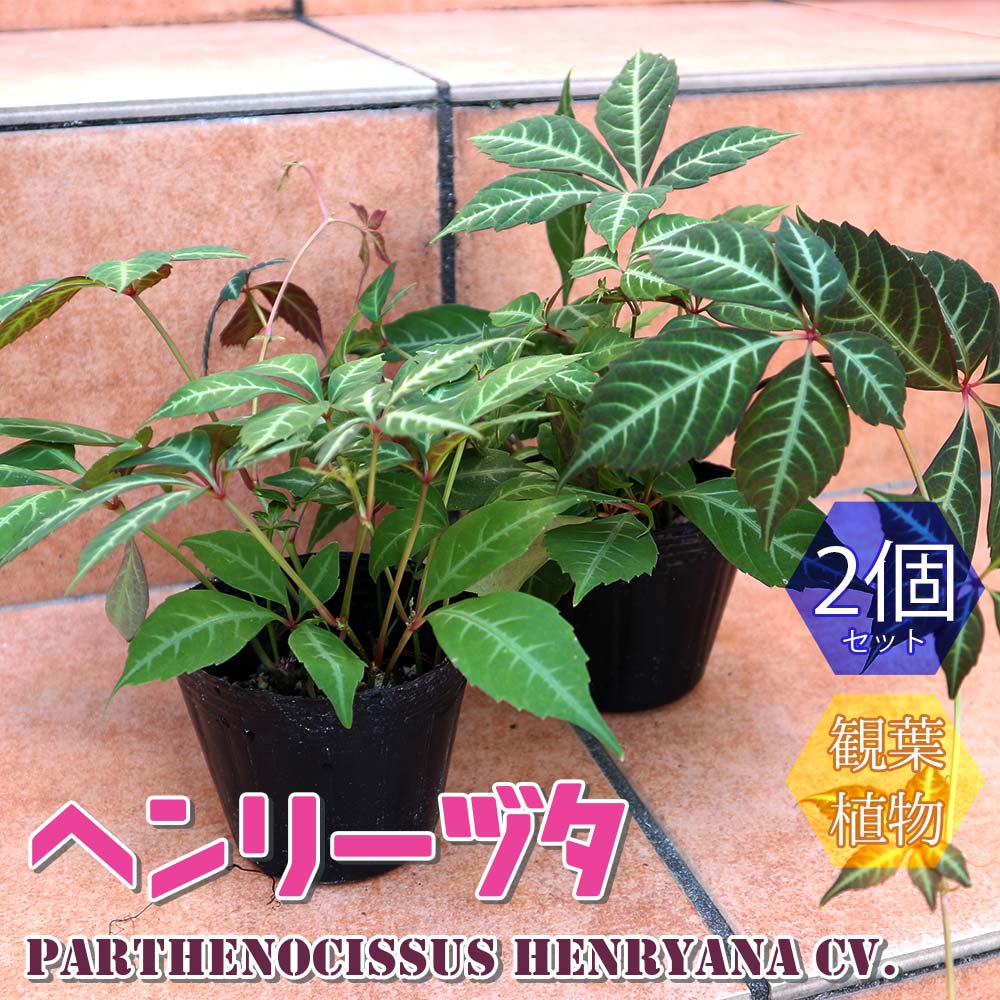 ヘンリーヅタ 【小型 観葉植物 9cmポット／お買い得2個セット】