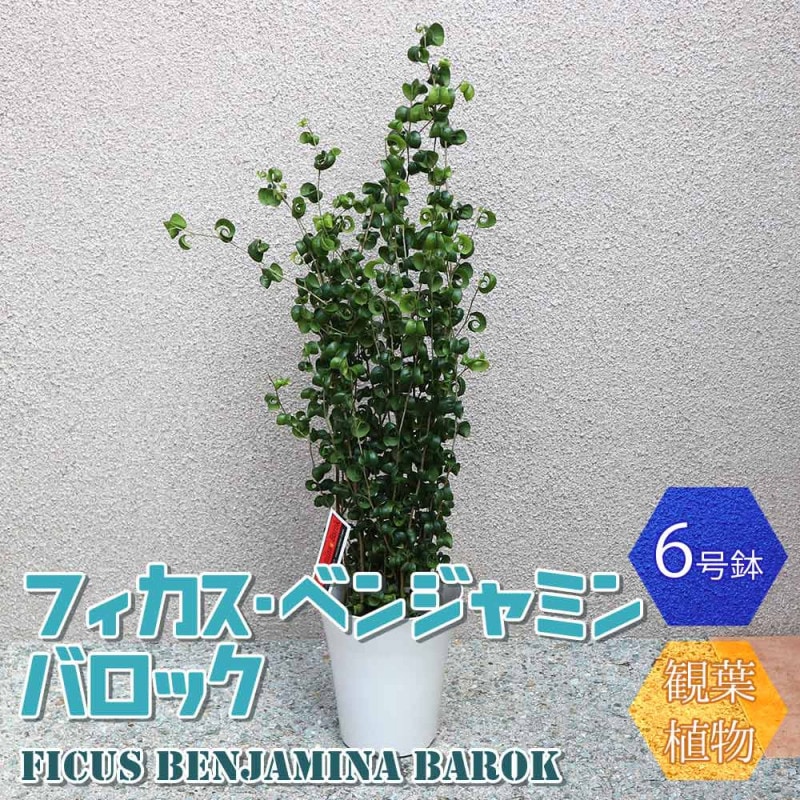 玉竜(タマリュウ)2個～【花苗 2.5号ポット】｜ 【植物のITANSE