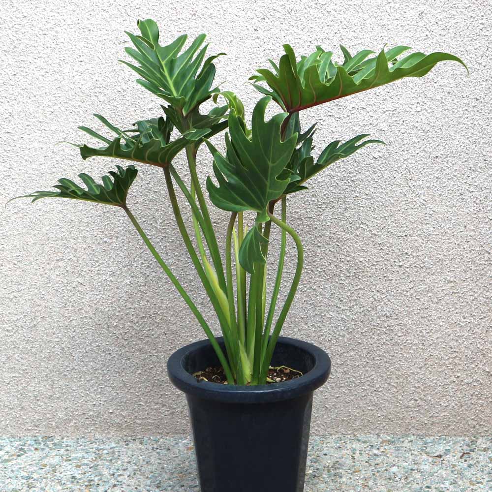 クッカバラ プラスチック鉢【大型 観葉植物 7号鉢／1個】｜ 【植物の