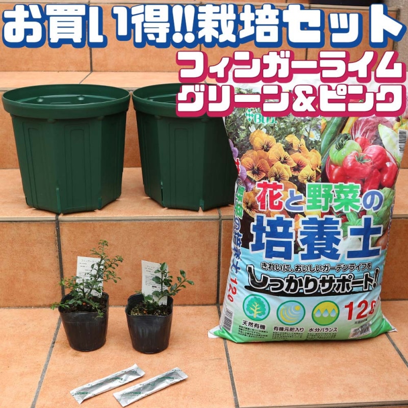 桃太郎セレクト 接ぎ木苗(大玉トマト)2個～【野菜 接木苗9cmポット