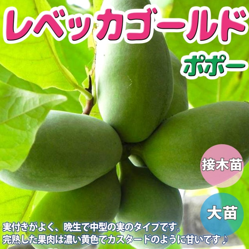 ポポー｜【植物のITANSE】全品送料無料・即出荷!