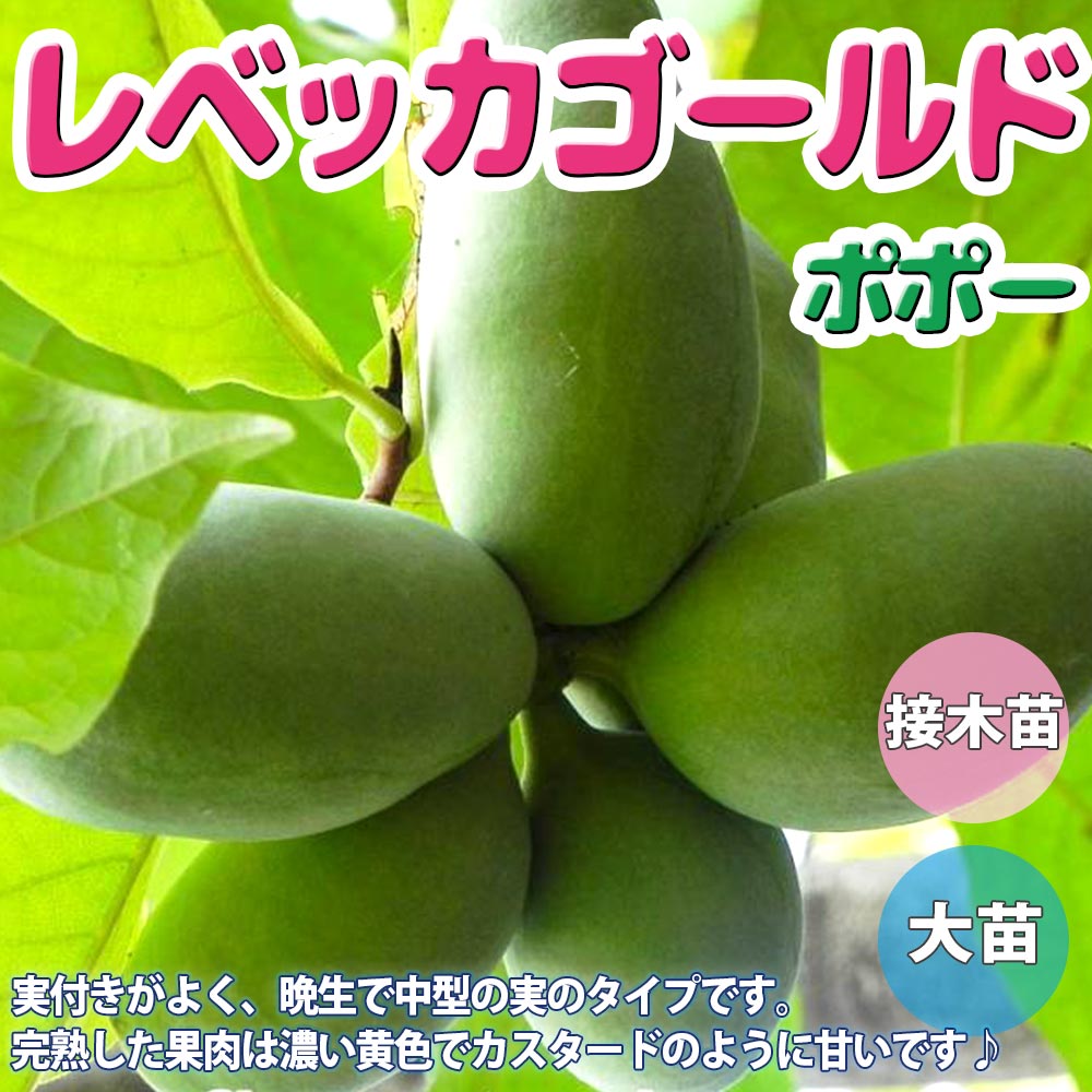 ポポー　マンゴー　接木　大株　果樹苗木　果実苗木　果樹苗　果実苗　実 ポポー マンゴー 接木 大株 果樹苗木 果実苗木 果樹苗 果実苗 実