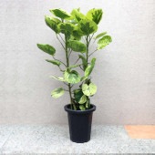 観葉植物 ポリシャス・フリスビー・煌(きらめき)【観葉植物 8号プラスチック鉢 大型／1個売り】|観葉植物