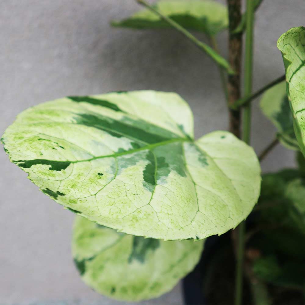 観葉植物 ポリシャス・フリスビー・煌(きらめき)【観葉植物 8号