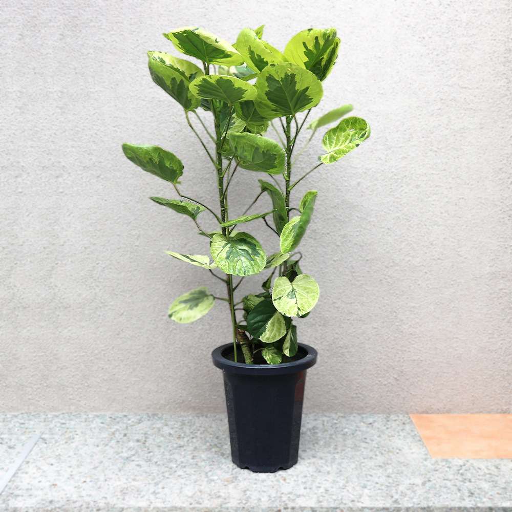 観葉植物 ポリシャス・フリスビー・煌(きらめき)【観葉植物 8号プラスチック鉢 大型／1個売り】