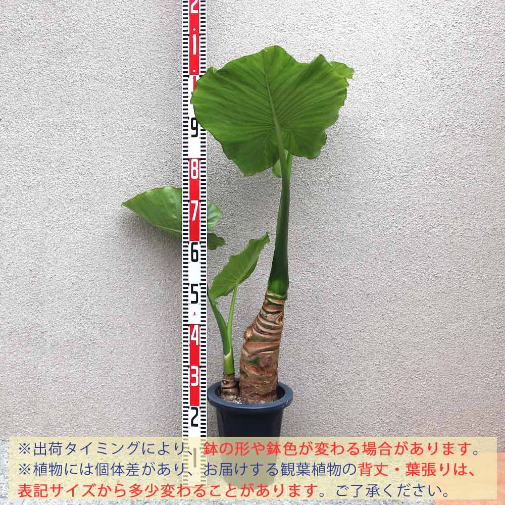クワズイモ　極太　大型　7号　4本植え　観葉植物　インテリア クワズイモ 極太 大型 7号 4本植え 観葉植物 インテリア 【楽天