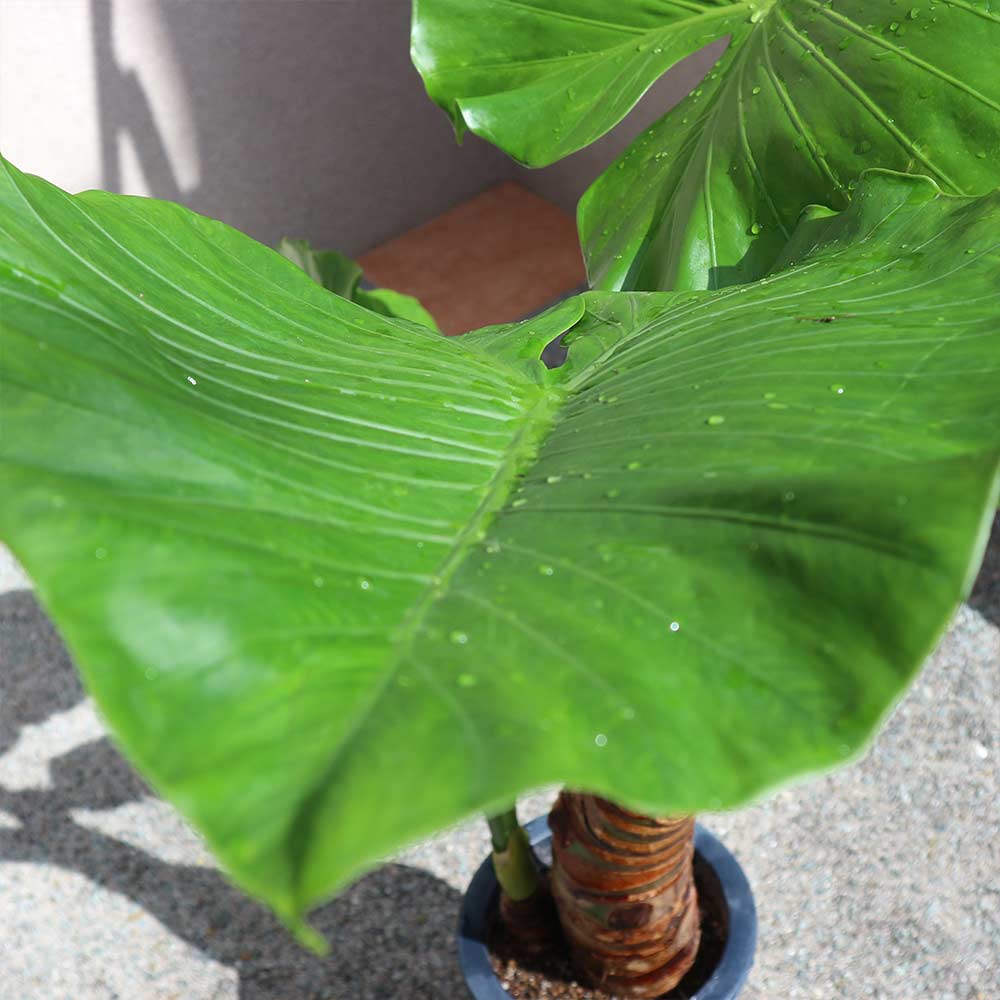 観葉植物 クワズイモ【観葉植物 7号プラスチック鉢 中型／1個売り