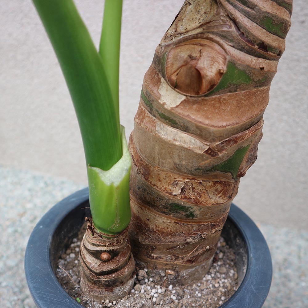 大型 観葉植物125cm クワズイモ クワズイモ 8号サイズ | HITOTOKI by