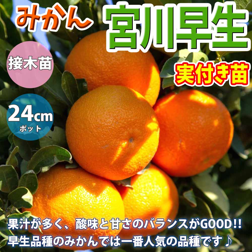 みかんの苗木 宮川早生（実付き）【果樹の苗木 8号鉢 接木苗／1個売り】