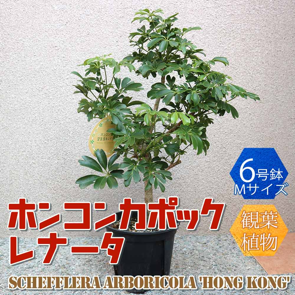 観葉植物 ホンコンカポックレナータMサイズ【観葉植物 6号プラスチック鉢／1個売り】