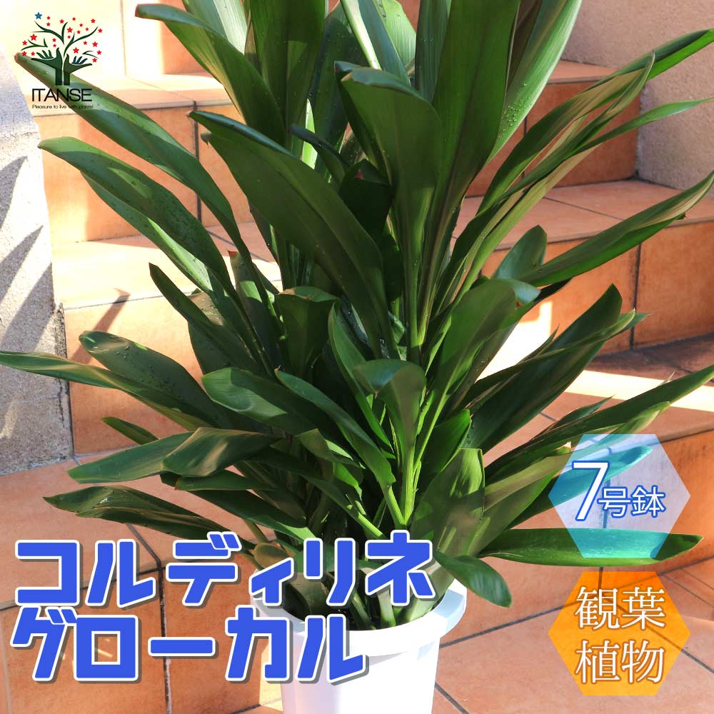 観葉植物 コルディリネ･グローカル【観葉植物 7号プラスチック鉢／1個売り】