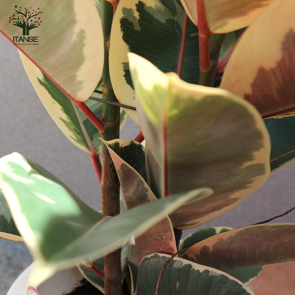 観葉植物 フィカス・ティネケ(ティネケゴム) ゴムの木の仲間【観葉植物
