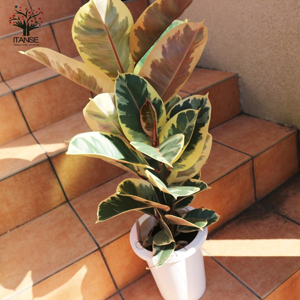 観葉植物 フィカス・ティネケ(ティネケゴム) ゴムの木の仲間【観葉植物