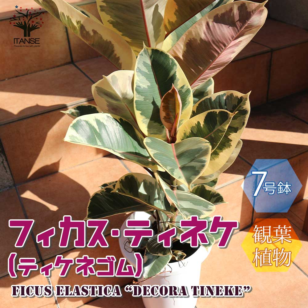 観葉植物 フィカス・ティネケ(ティネケゴム) ゴムの木の仲間【観葉植物 7号プラスチック鉢／1個売り】