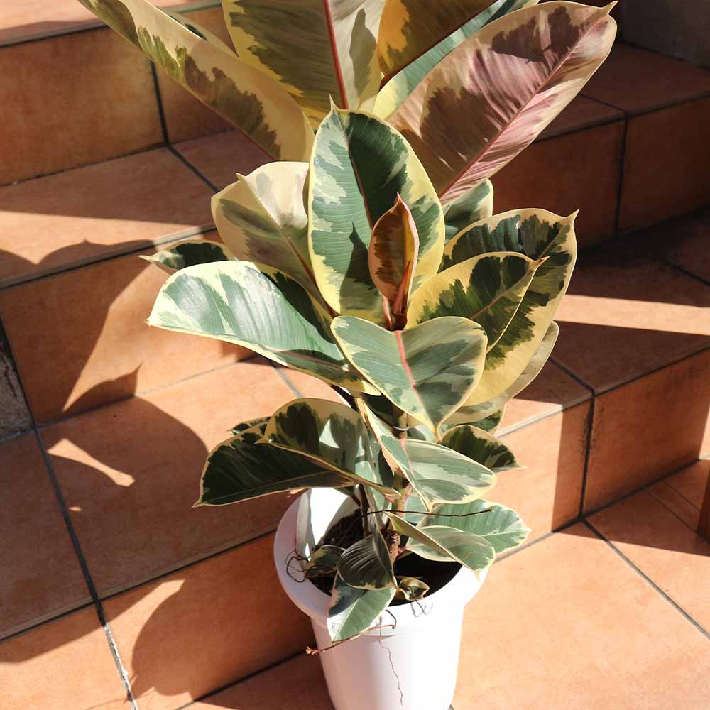 観葉植物 フィカス・ティネケ(ティネケゴム) ゴムの木の仲間【観葉植物 7号プラスチック鉢／1個売り】