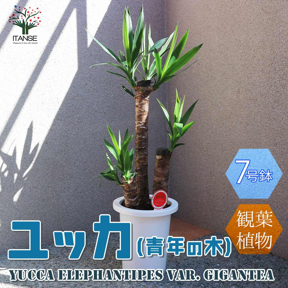 観葉植物 ユッカ(青年の木)【観葉植物 7号プラスチック鉢／1個売り】