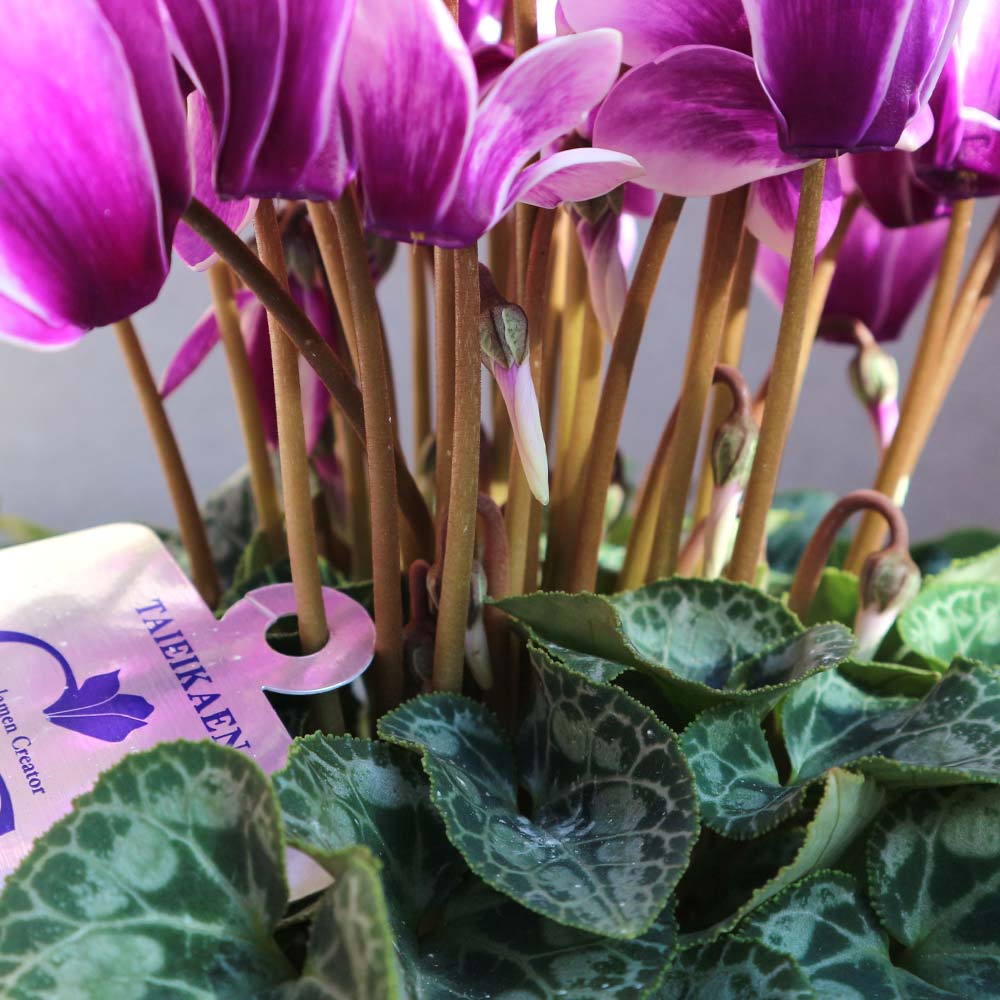 ブルーシクラメン 胡蝶 【開花株 5号 底面給水鉢／1個売り】｜ 【植物