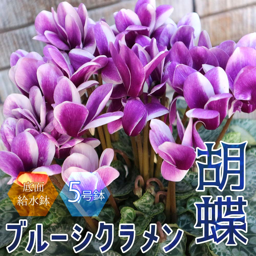 ブルーシクラメン 胡蝶 【開花株 5号 底面給水鉢／1個売り】