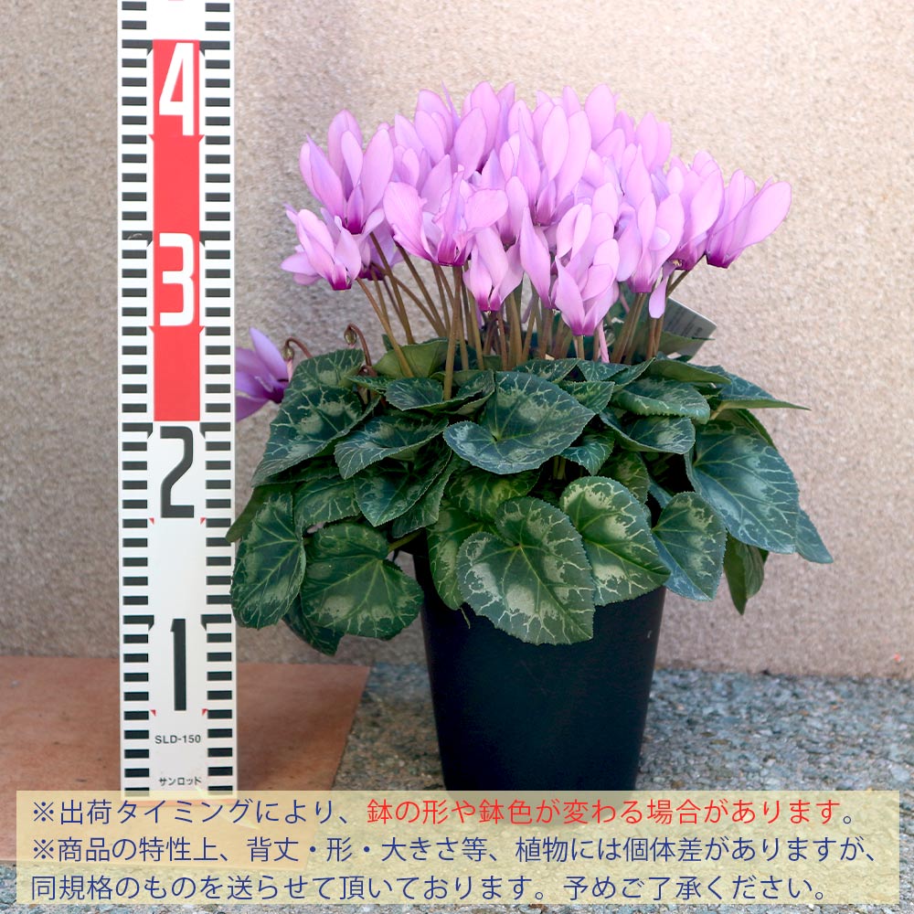 鉢花 BlueMN 青色（ブルー）の鉢植えのお花 | 鉢植えのお花ならHitoHana（ひとはな）