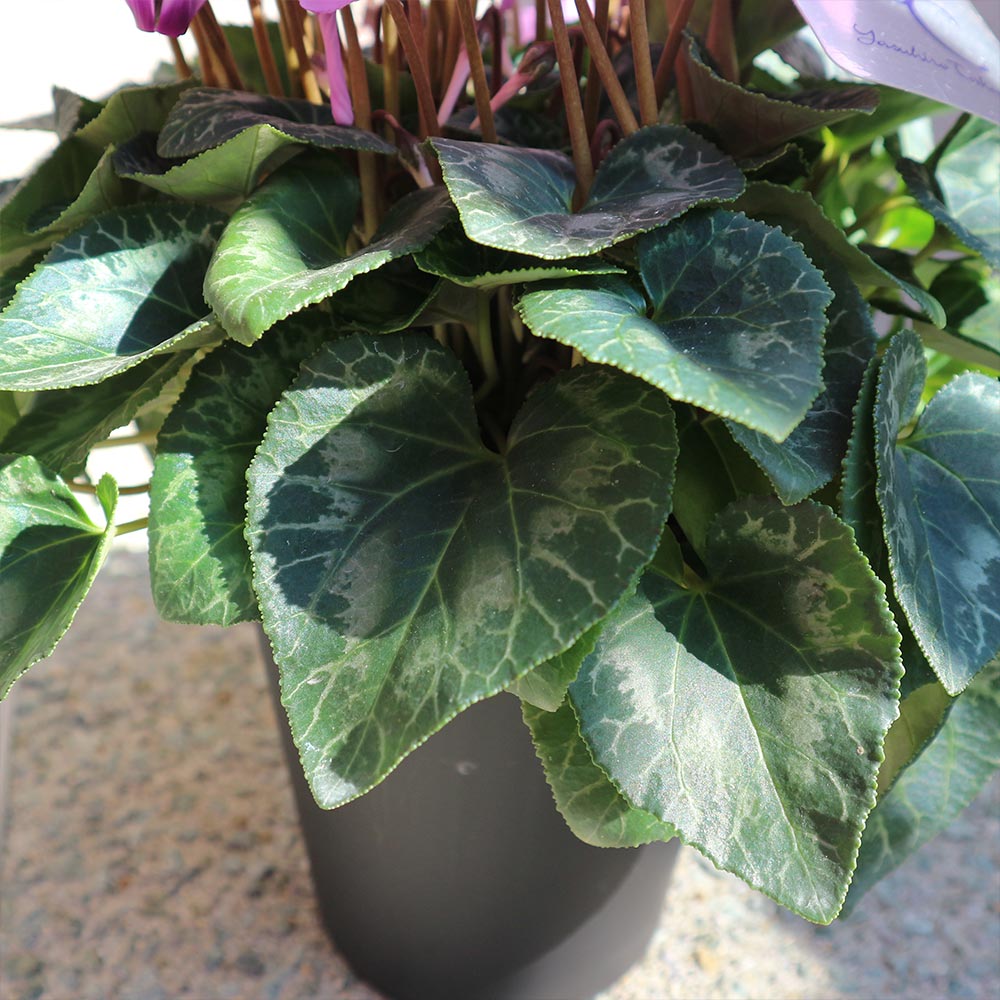 ブルーシクラメン 青天 【開花株 5号 底面給水鉢／1個売り】｜ 【植物