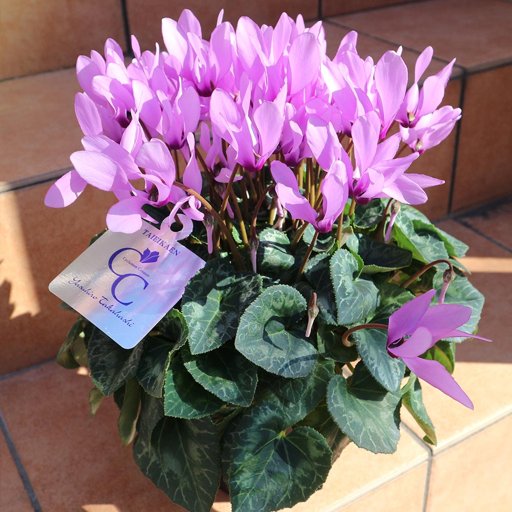 鉢花 BlueMN 青色（ブルー）の鉢植えのお花 | 鉢植えのお花ならHitoHana（ひとはな）