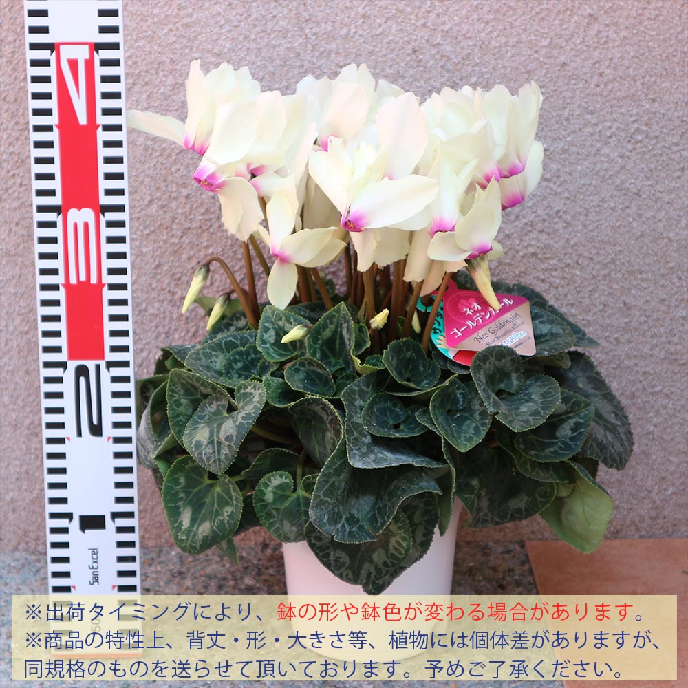シクラメン ネオゴールデンガール【花苗 開花株 5号 プラスチック鉢／1