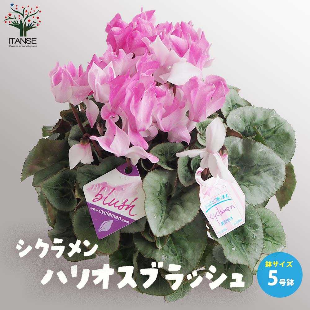 シクラメン ブラッシュ【花苗 開花鉢 5号 プラスチック鉢／1個売り】