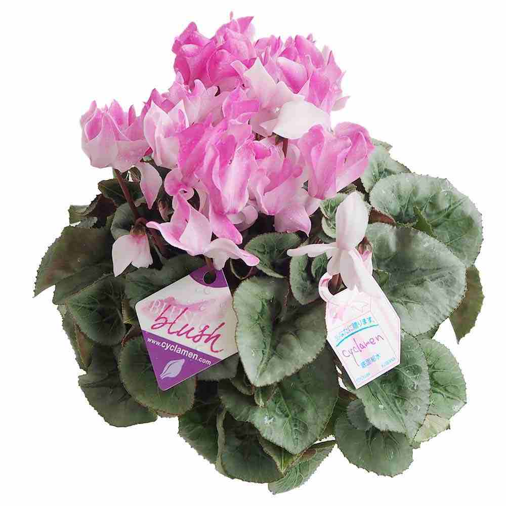 シクラメン ブラッシュ【花苗 開花鉢 5号 プラスチック鉢／1個売り】