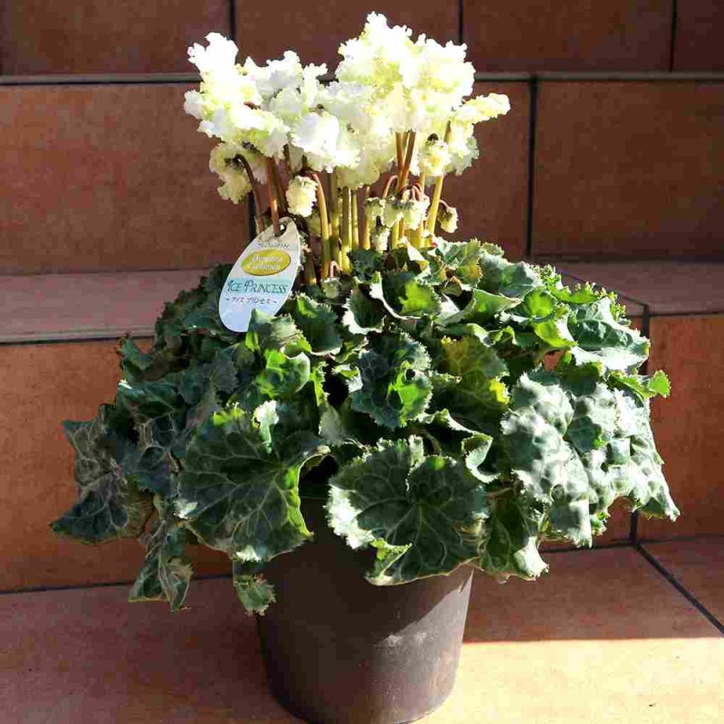 パキポディウム ホロンベンセ 【多肉植物 2号鉢】｜ 【植物の