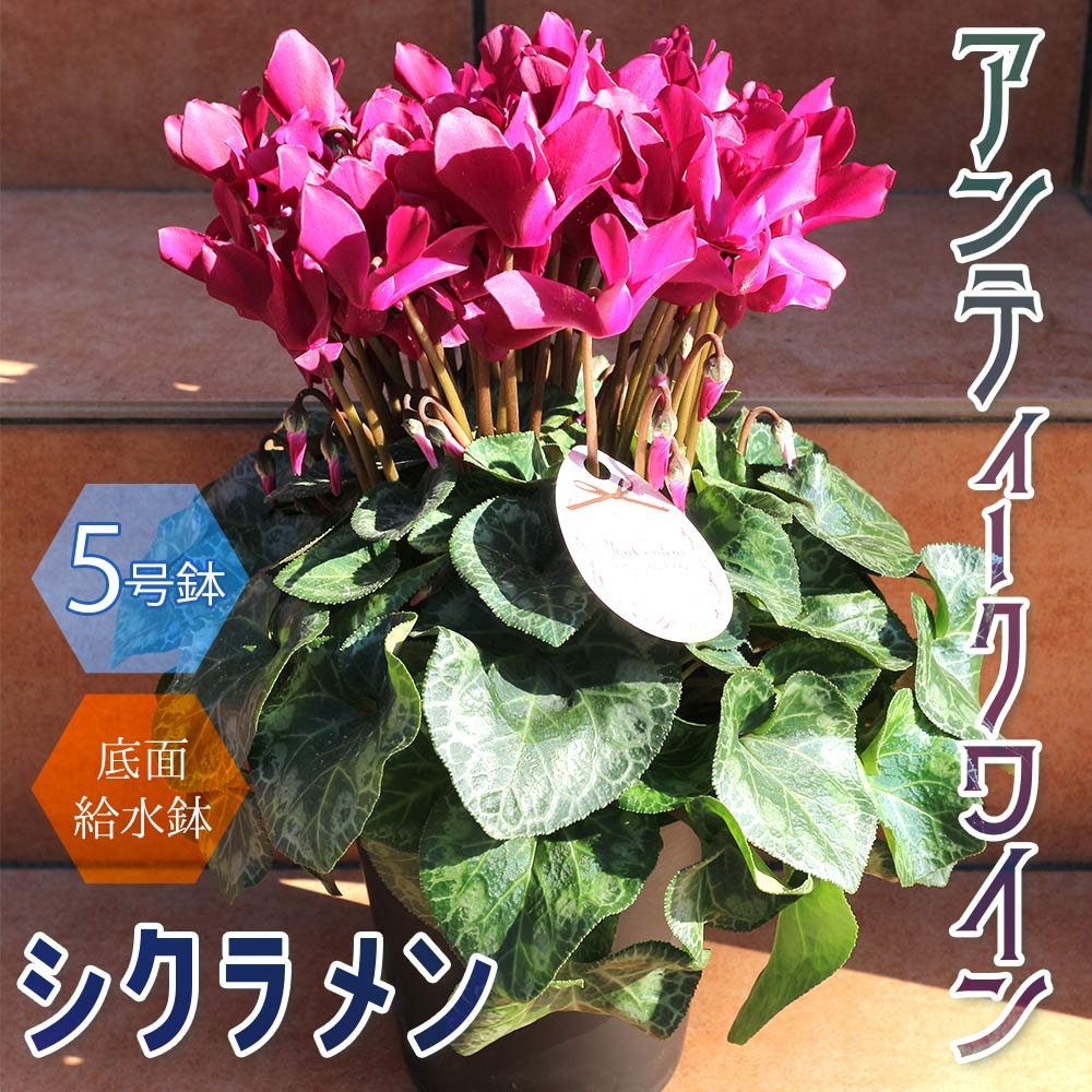 シクラメン アンティークワイン【花苗 開花株 5号 底面給水鉢／1