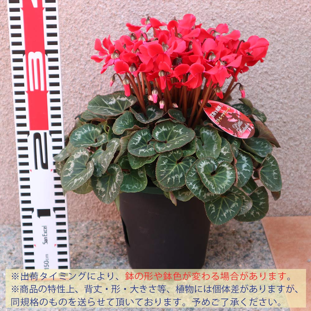 シクラメン リトルマタドール【花苗 開花株 5号 底面給水鉢／1個