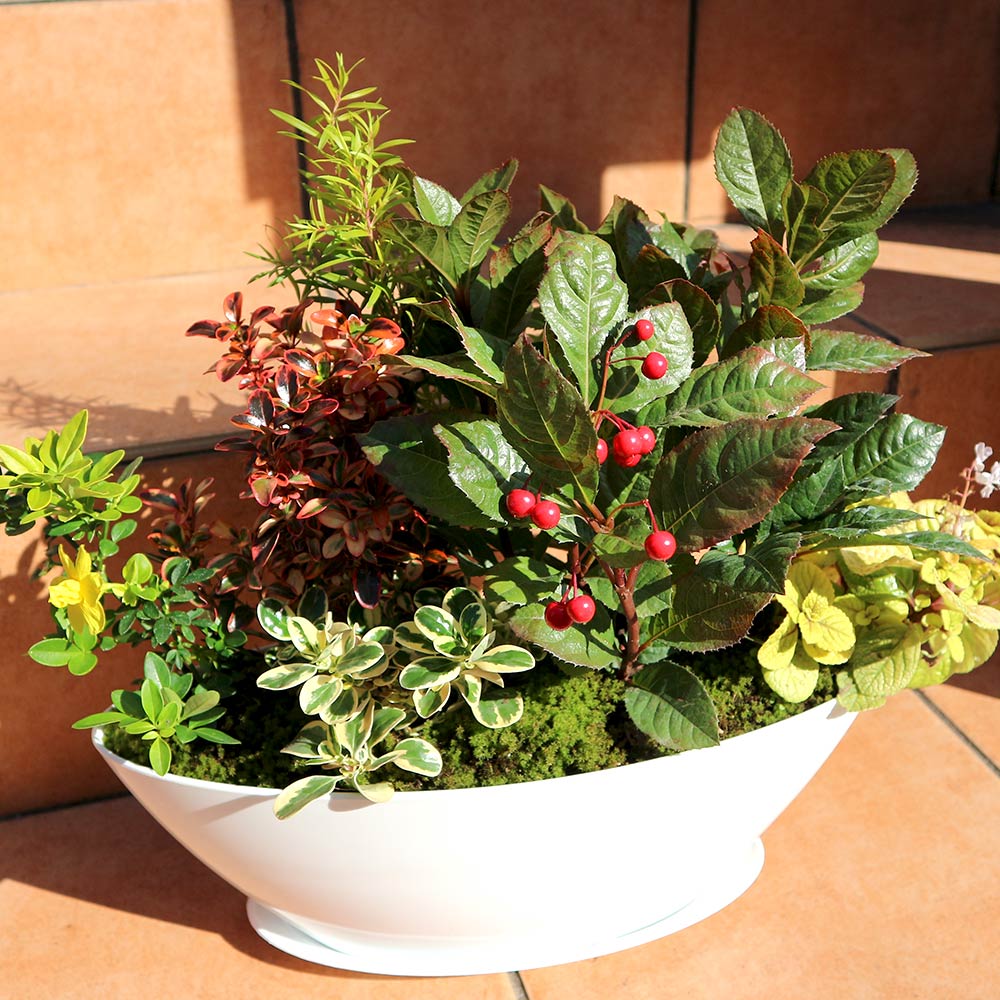 和風寄せ植え 【花苗 7号楕円プラスチック鉢(受け皿付き) (サイズ