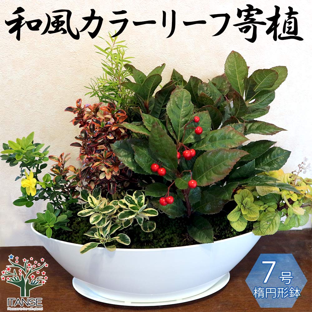 和風寄せ植え 【花苗 7号楕円プラスチック鉢(受け皿付き) (サイズイメージ:幅約40cm×奥行約20cm×高さ約40cm)／1個売り】