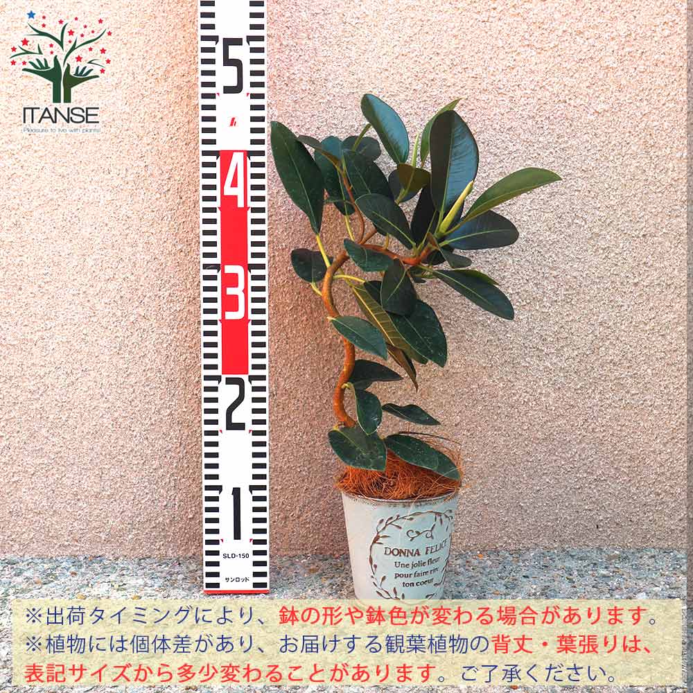 観葉植物 フランスゴム 曲がり 小型【観葉植物 3.5号ブリキ鉢(鉢色