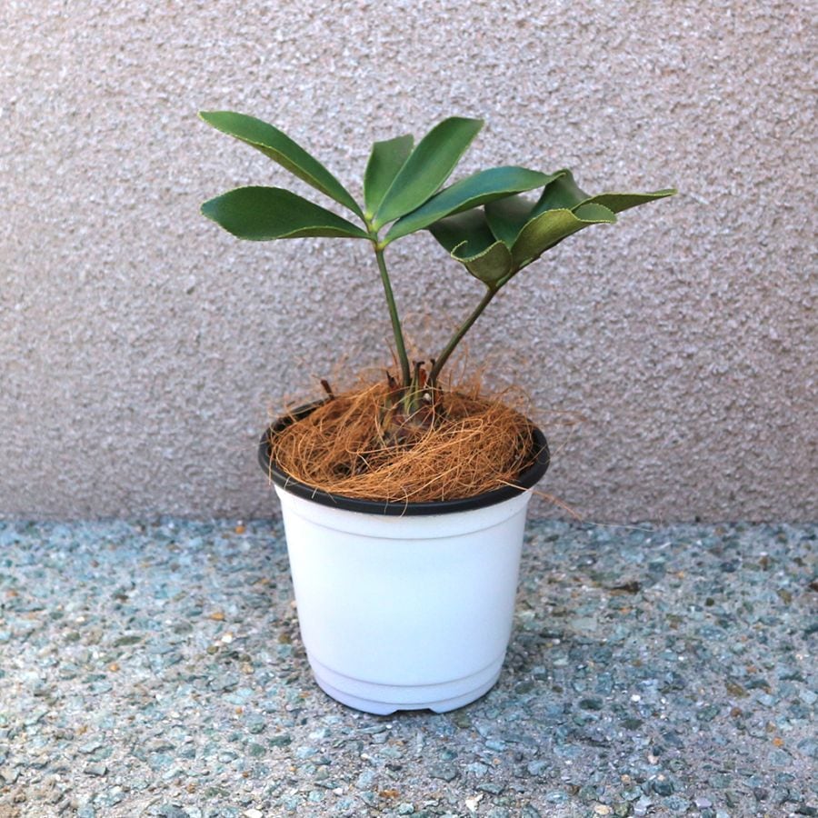 観葉植物 メキシコソテツ(ザミア・プミラ)【観葉植物 12cmポット／1個売り】