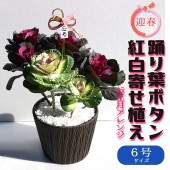 踊り葉ボタン 紅白寄せ植え お正月アレンジ【観葉植物 6号ポット／1個売り】|植木・花木