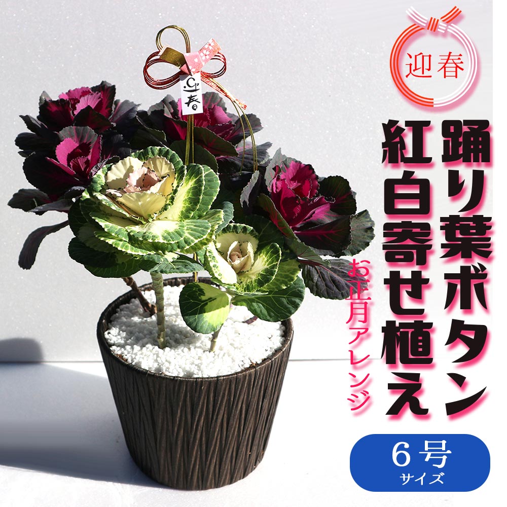 踊り葉ボタン 紅白寄せ植え お正月アレンジ【観葉植物 6号ポット／1個売り】