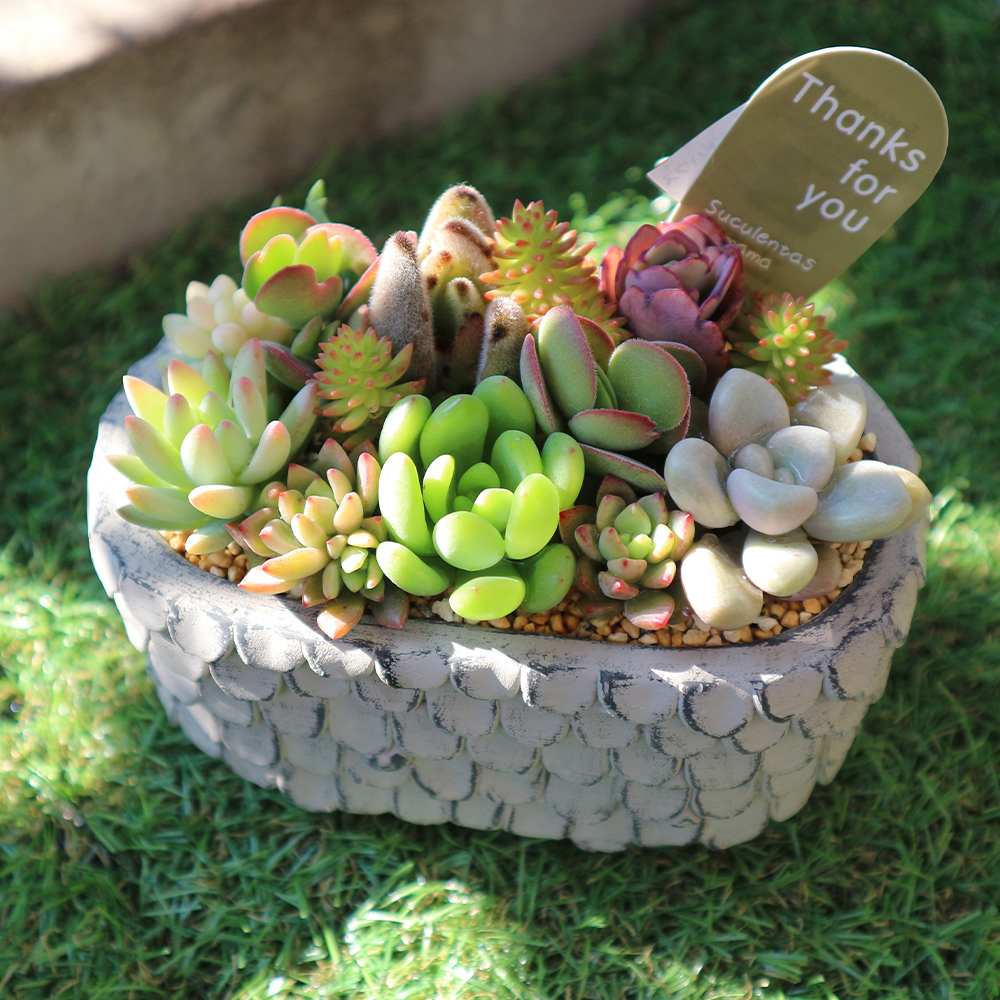 多肉植物 寄せ植え Old roof tile グレーM(洋館の古い瓦 グレーM)【多肉植物 サイズイメージ:高さ約12cm×幅約14cm×奥行約9cm／1個売り】